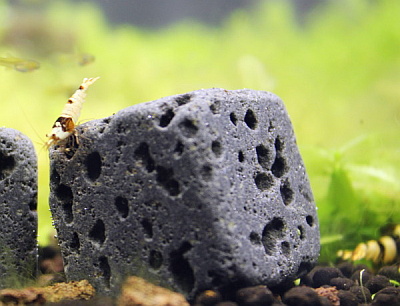 Eco Bricks im Nano Aquarium